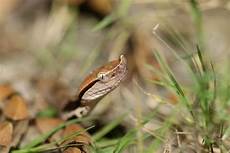 Agkistrodon Acutus