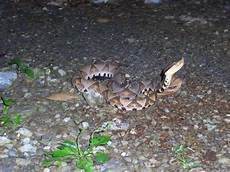 Agkistrodon Acutus