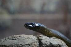 Agkistrodon Acutus