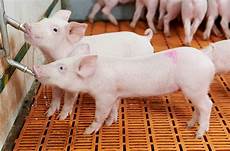 Agri Waste