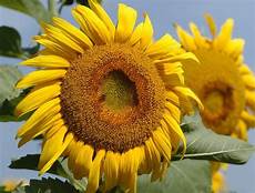 Agricultural Products