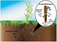 Agriculture Fertilizer