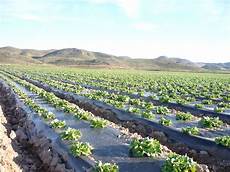 Agriculture Film Waste