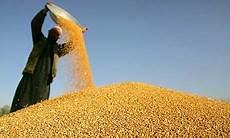 Agriculture Film Waste