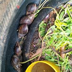 Agriculture Tire