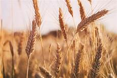 Agriculture Wheat