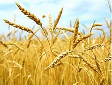 Agriculture Wheat