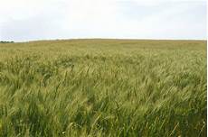 Agriculture Wheat