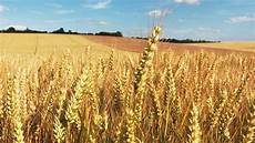 Agriculture Wheat