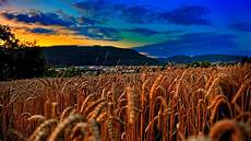 Agriculture Wheat