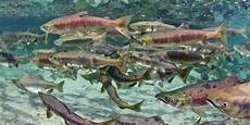 Alaska Fish