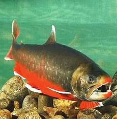 Alaska Fish