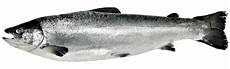 Alaska Pollock Exporters