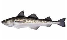 Alaska Pollock Fillets