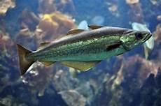 Alaska Pollock Fish