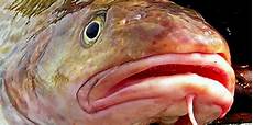 Alaska Pollock Fish