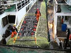 Alaska Pollock Fish