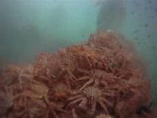 Alaskan King Crab