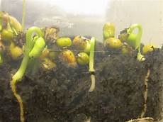 Alfalfa Seeds
