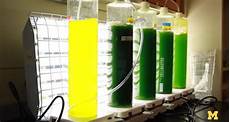 Algae Biodiesel