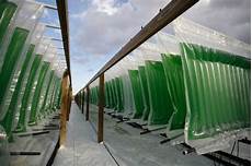 Algae Biodiesel