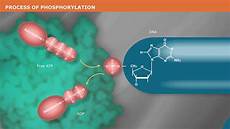 Alkaline Phosphate