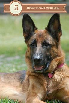 All Natural Dog Food