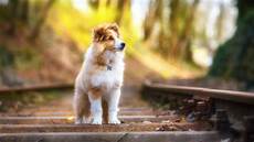 All Natural Dog Food