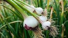 Allium Sativum