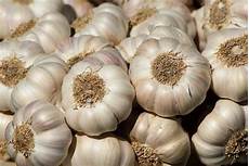 Allium Sativum