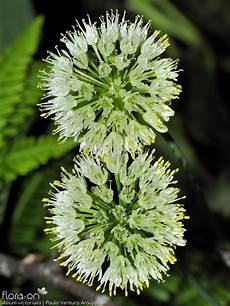 Allium Sativum