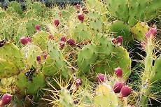 Allium Sativum