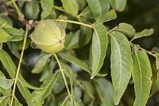Almond Nuts