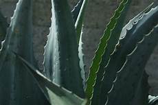 Aloe Drink
