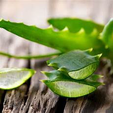 Aloe Drink