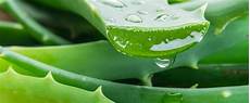 Aloe Juice