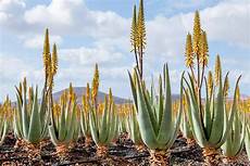 Aloe Juice