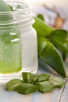 Aloe Plant Extract