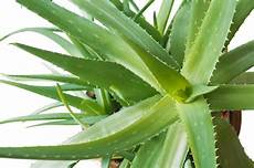 Aloe Plant Extract