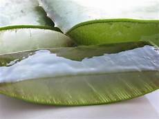 Aloe Plant Extract
