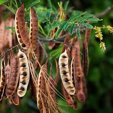 Aloe Plant Extract