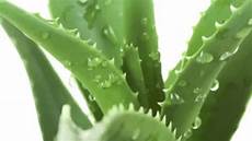 Aloe Vera Drink