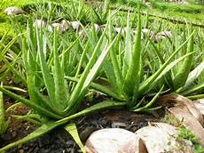 Aloe Vera Extract