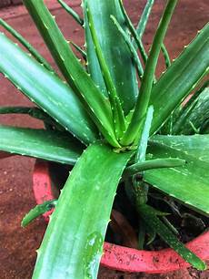 Aloe Vera Juice