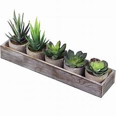 Aloe Wood
