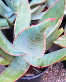 Aloe Wood