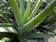 Aloevera Plant