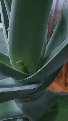 Aloevera Plant