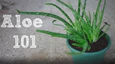 Aloevera Plant