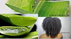Aloevera Plant